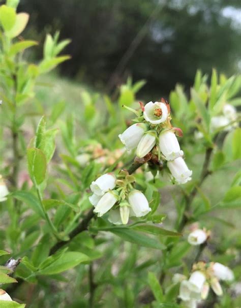 薄荷 風水|如何按照風水來擺設薄荷？（特徵、方位、共同擺設的植物）